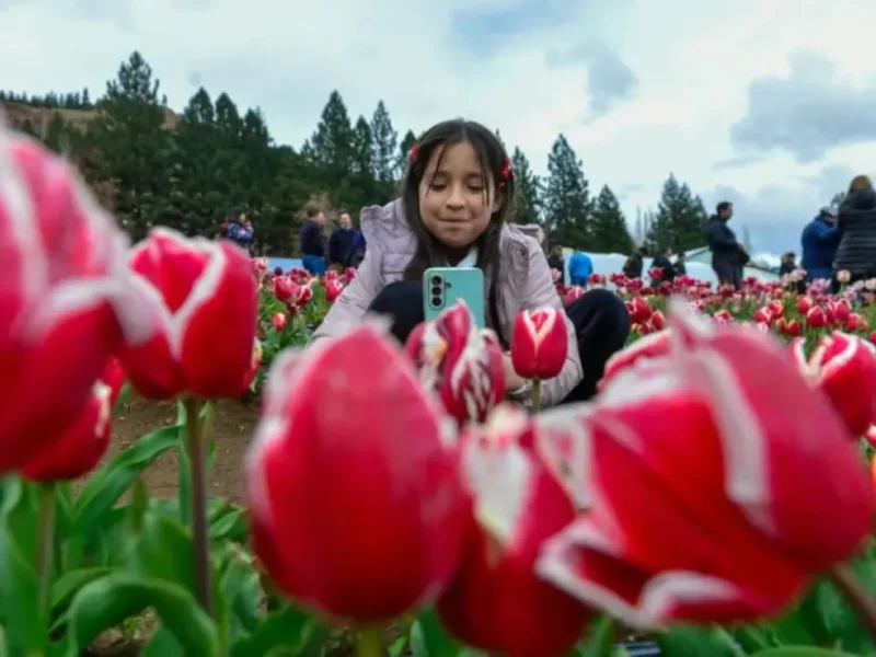 Tulipanes en flor en el Vivero Provincial de Huinganco, Neuquén