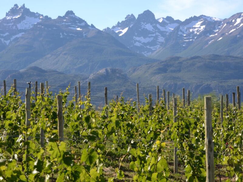 Viñedos de Nant y Fall al pie de la cordillera, sobre la Ruta Galesa entre Trevelin y Futaleufú, Chubut